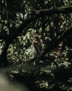 Scenic vertical shot of a monkey eating on a tree branch inside a jungle