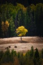 Scenic vertical view of a small lone tree in the middle of an evergreen forest Royalty Free Stock Photo