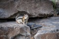 Scenic view of an adorable Colorado chipmunk found roaming around in nature