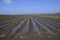 Scenic view of agricultural crops covered with protective plastic film