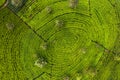 Scenic view of agriculture green tea farm plantation growing in circles shape. Top view aerial photo from flying drone of a tea Royalty Free Stock Photo