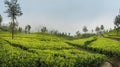 Scenic view of agriculture green tea farm plantation growing in Sri Lanka. Landscape photo of a tea plantation. Traveling and Royalty Free Stock Photo