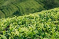 Scenic view of agriculture green tea farm plantation growing in Sri Lanka. Landscape photo of a tea plantation. Traveling and Royalty Free Stock Photo