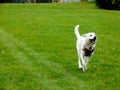 Scenic view of an Akbash dog running around in a park holding a stick with its mouth Royalty Free Stock Photo