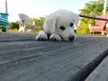 Scenic view of an Akbash puppy sitting on a wooden floor outdoors