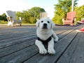 Scenic view of an Akbash puppy sitting on a wooden floor outdoors