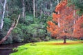 Scenic view along the banks of La Trobe river in Noojee, Victoria, Australia Royalty Free Stock Photo