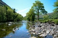 Scenic sunlit view along a calm river with a distinctive tree on one bank Royalty Free Stock Photo