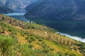 Scenic view of Alto Douro Vinhateiro, Portugal