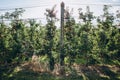 scenic view of arranged apple plantations,