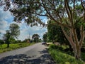 Scenic view of asphalt road connected to the countryside area, big trees covered road. Road surrounded by farmland , small hindu Royalty Free Stock Photo