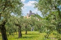 Scenic view in Assisi with the Rocca Maggiore and olive trees. Umbria, Italy. Royalty Free Stock Photo