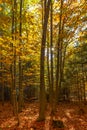 Scenic view of autumn forest leaves. Fall landscape. Yellow orange trees and sun. Colorful foliage in the park. Falling leaves Royalty Free Stock Photo