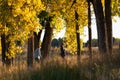 Scenic view of autumn trees with people walk on the trail, Cherry Creek Royalty Free Stock Photo