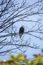 Scenic view of a bald eagle perched on a barren tree branch Royalty Free Stock Photo