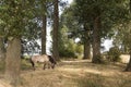 Scenic view on the banks of the Bisonbaai in the Ooijpolder near Nijmegen. Gelderland in the Netherlands with Konik horse