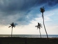 Scenic view of beach and coconut trees Royalty Free Stock Photo