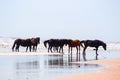 Scenic view of a beach on the Outer banks with spectacular Corolla wild horses Royalty Free Stock Photo