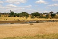 Scenic view of a beach with zebras drinking from a river near the shoreline Royalty Free Stock Photo