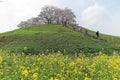 Scenic view of beautiful cherry blossom trees on a hilltop of green grassy meadows under blue sunny sky in Saitama, Japan