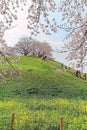 Scenic view of beautiful cherry blossom trees on a hilltop of green grassy meadows under blue sunny sky in Saitama, Japan Royalty Free Stock Photo