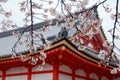 Scenic view of beautiful cherry blossoms on the branches of a Sakura tree blooming by a traditional Japanese architecture