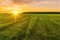 Scenic view at beautiful spring sunset in a green shiny field with green grass and golden sun rays, cloudy sky on a background,