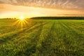 Scenic view at beautiful spring sunset in a green shiny field with green grass and golden sun rays, cloudy sky on a background, Royalty Free Stock Photo