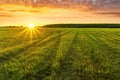 Scenic view at beautiful spring sunset in a green shiny field with green grass and golden sun rays, cloudy sky on a background, Royalty Free Stock Photo