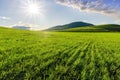 Scenic view at beautiful spring sunset in a green shiny field with green grass and golden sun rays, deep blue cloudy sky on a Royalty Free Stock Photo