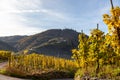 View at Bernkastel-Kues and Landshut castle on the river Moselle in autumn with multi colored vineyard in the foreground Royalty Free Stock Photo