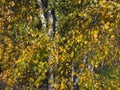 Scenic view birch tree foliage in autumn