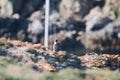 Scenic view of a bird of pray perched on the rock in daylight on a blurred background Royalty Free Stock Photo