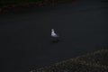 Scenic view of a black-headed gull walking on the street