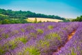 Scenic View of Blooming Bright Purple Lavender Flowers Field in Royalty Free Stock Photo