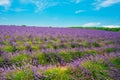 Scenic View of Blooming Bright Purple Lavender Flowers Field in Royalty Free Stock Photo