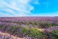 Scenic View of Blooming Bright Purple Lavender Flowers Field in Royalty Free Stock Photo