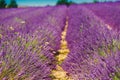 Scenic View of Blooming Bright Purple Lavender Flowers Field in Provence Royalty Free Stock Photo