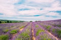 Scenic View of Blooming Bright Purple Lavender Flowers Field in Provence, France. Royalty Free Stock Photo