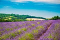 Scenic View of Blooming Bright Purple Lavender Flowers Field in Royalty Free Stock Photo