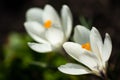 Scenic view of blooming spring crocuses growing on flower bed Royalty Free Stock Photo