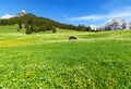 Scenic view with blossoming meadow near Walderalm, Austria, Gnadenwald, Tyrol Region Royalty Free Stock Photo