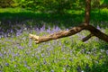 Scenic view of a bluebell covered meadow with a large broken tree branch in the foreground