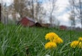 Scenic view of bright yellow flowers on a lush green grassy field, with a traditional red barn Royalty Free Stock Photo
