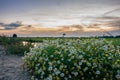 Colorful wildflowers in the countryside of Holland at sunset Royalty Free Stock Photo