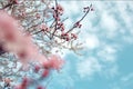 Scenic view of cherry blossoms against the sky and the clouds