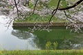 Scenic view of cherry blossoms sakura trees by the grassy riverbank and beautiful reflections on the canal Royalty Free Stock Photo