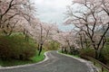 A romantic drive on a curvy mountain highway with beautiful cherry blossom trees Royalty Free Stock Photo