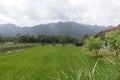 Scenic view of the rice fields in Magelang Central Java Indonesia. Royalty Free Stock Photo