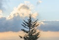 Scenic view at Clingmans dome Great Smoky Mountains National Park North Carolina USA Royalty Free Stock Photo